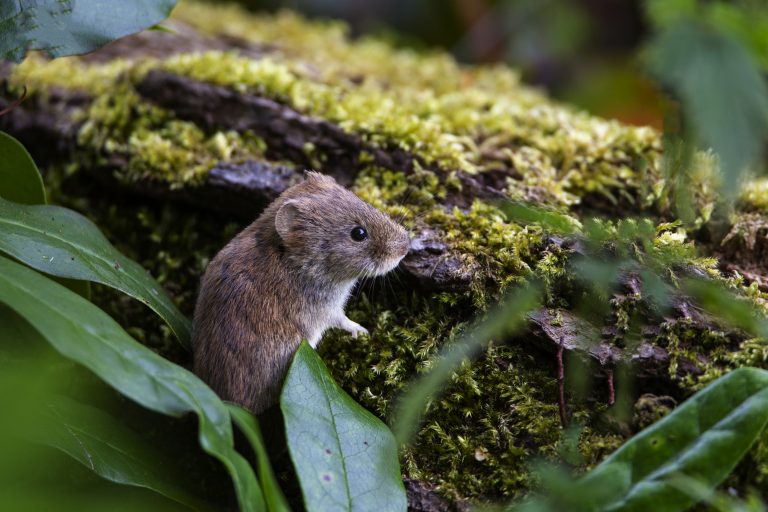 Bank Vole (Myodes glareolus)