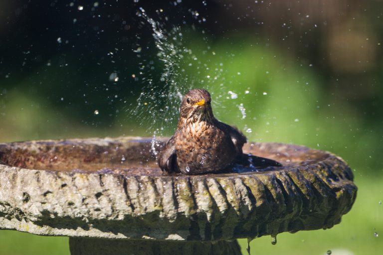 Blackbird (Turdus merula) bathing