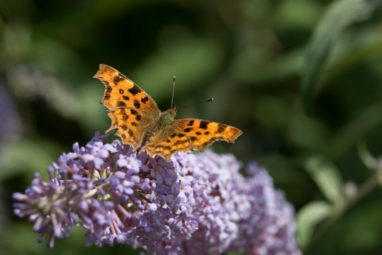 Comma Butterfly (Polygonia c-album)