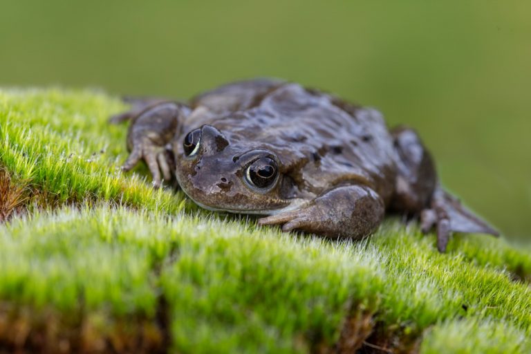 Common Frog (Rana temporaria)