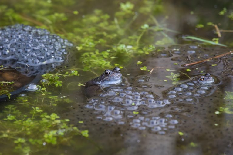 Frogs (Rana temporaria) and spawn