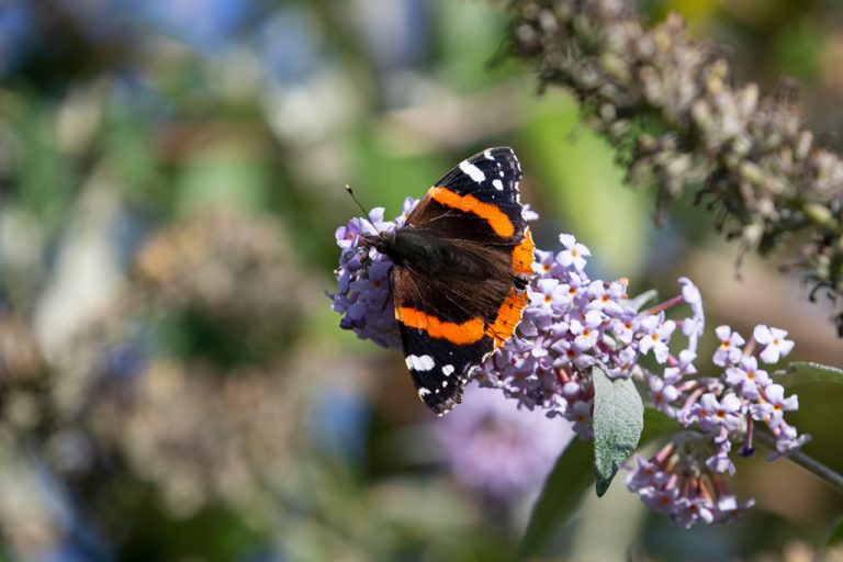 Red Admiral Butterfly (Vanessa atalanta)