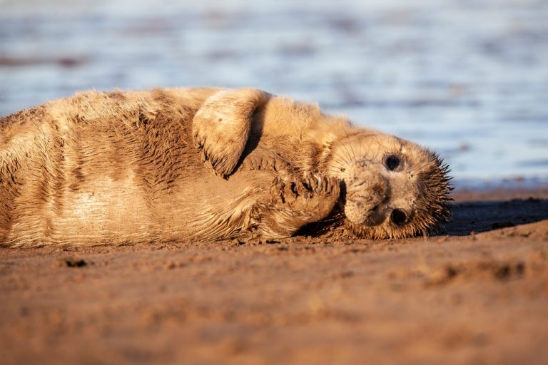 Grey Seal Pup (Halichoerus grypus)