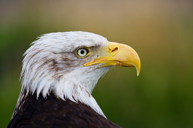 American Bald Eagle