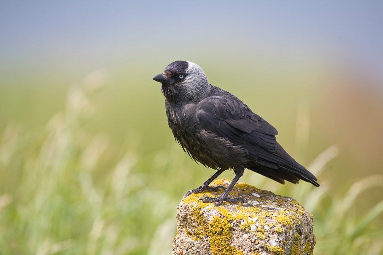 Jackdaw