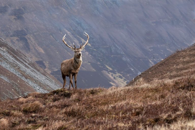 Monarch of the Glen