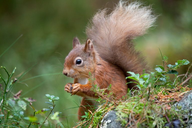Red Squirrel close up