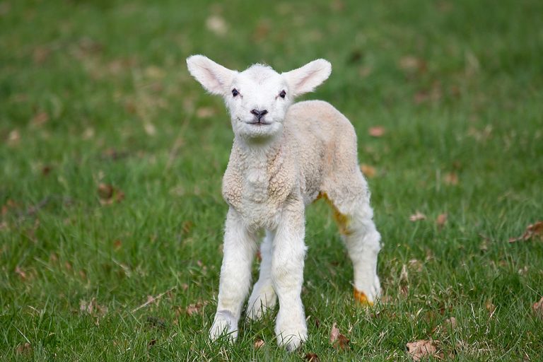 Spring Lamb