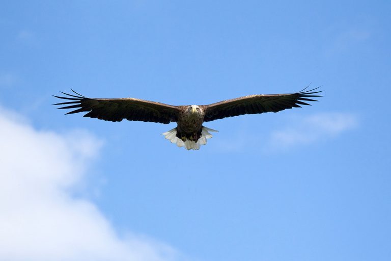 White tailed eagle