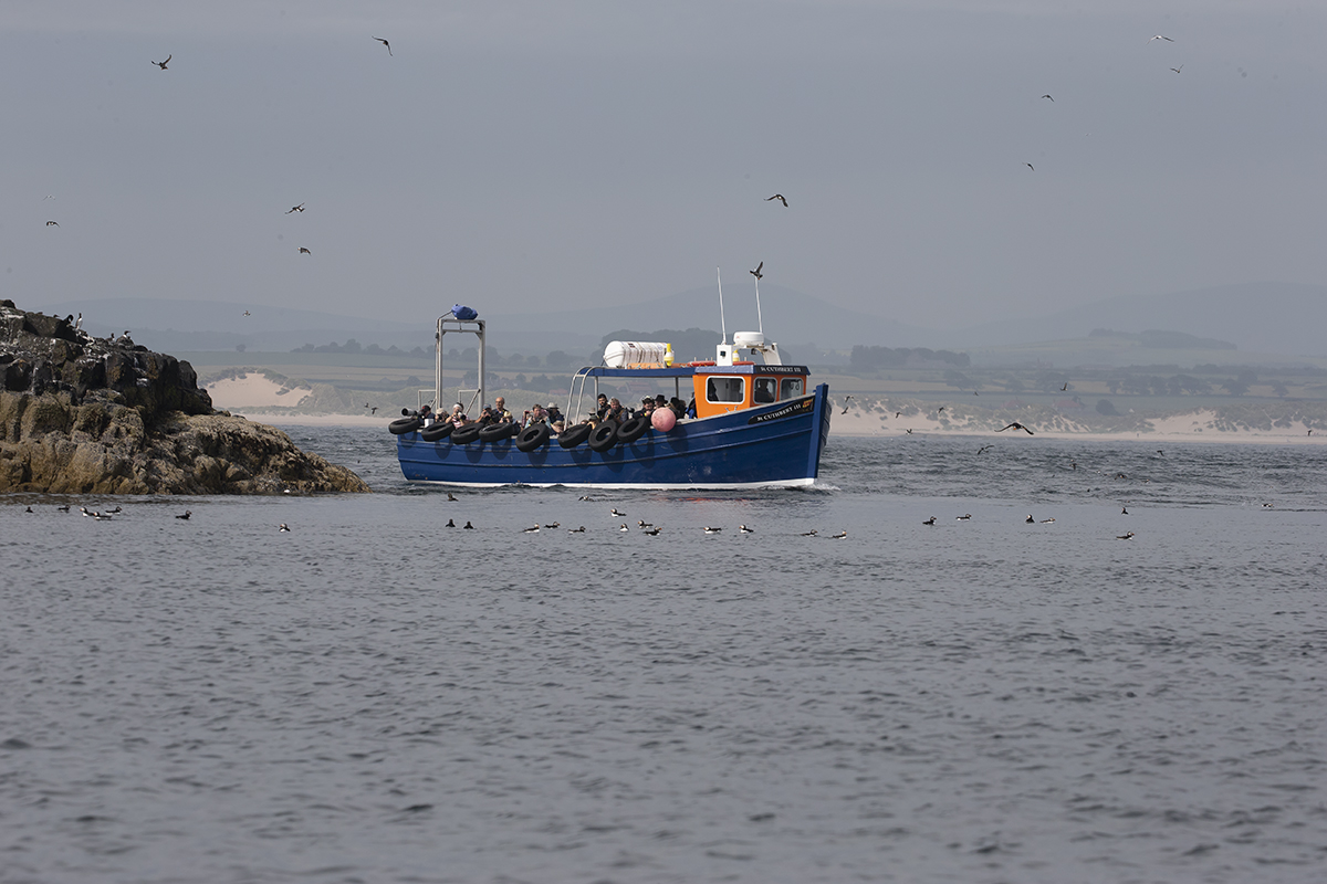 Farne Islands visitors